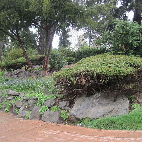 Right sideyard - Before Image