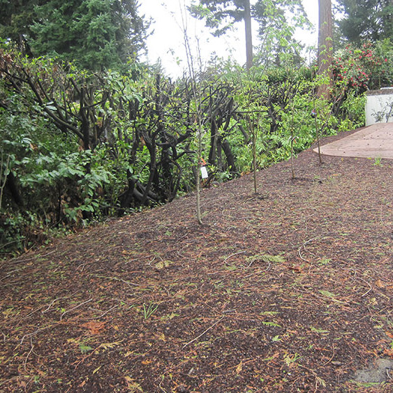 Left sideyard - Before Image